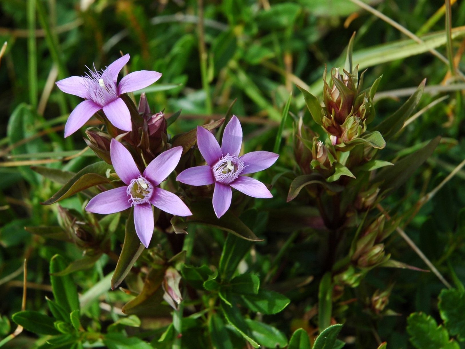 3 Gentianelle da determinare